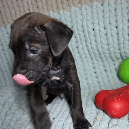 Enlarge Shadow, a Adoptable mixed breed in Wilmington, NC image 4/6