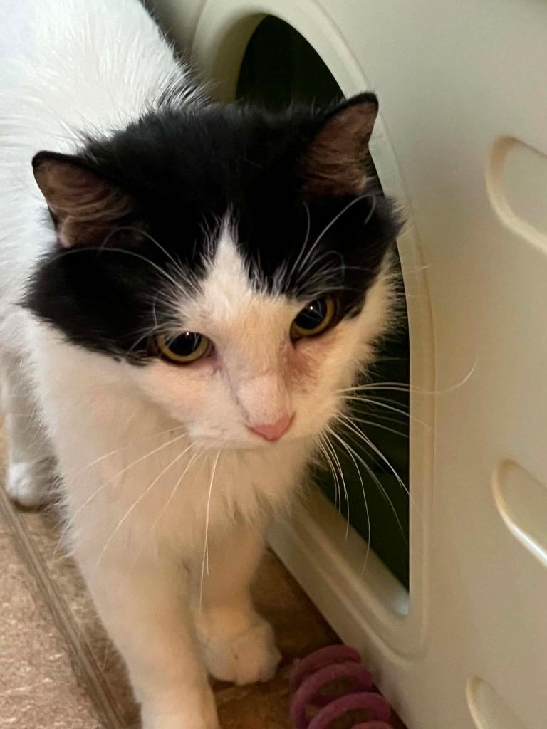 Cowgirl, Adoptable, Adult Female Domestic Long Hair.