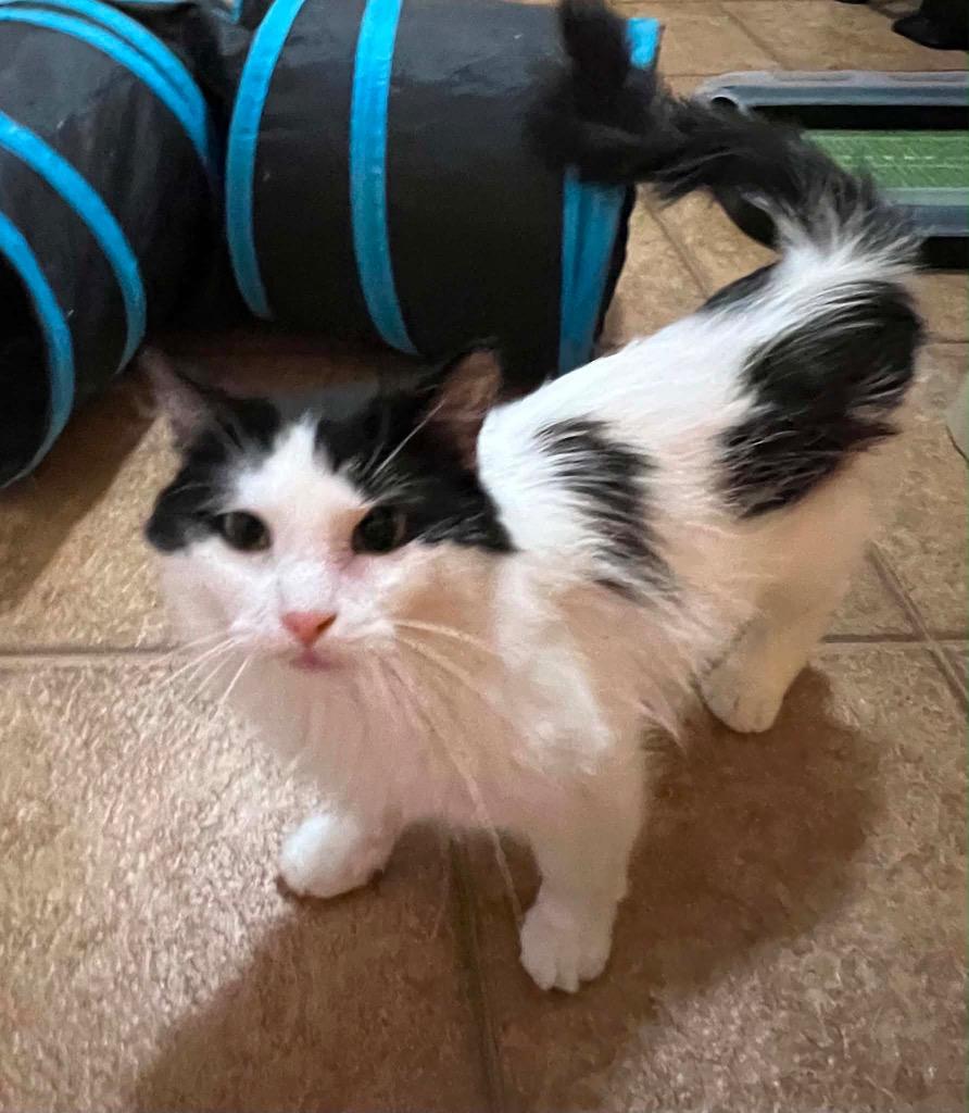 Cowgirl, a Adoptable mixed breed in Fond Du Lac, WI image 4/4
