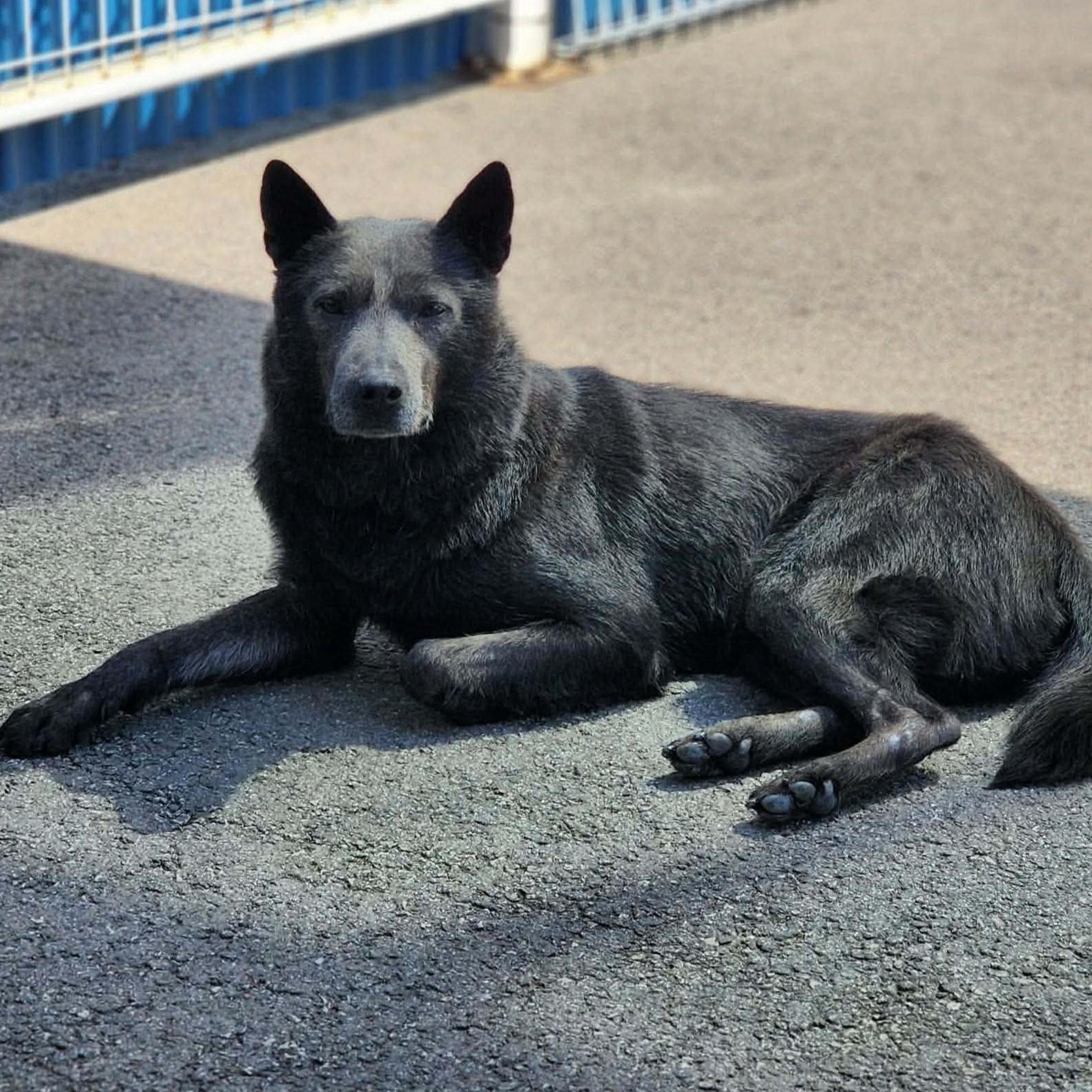 Enlarge Vix (20260529-03), a Adoptable mixed breed in Fenwick, ON image 3/6