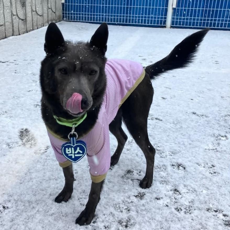 Enlarge Vix (20260529-03), a Adoptable mixed breed in Fenwick, ON image 4/6