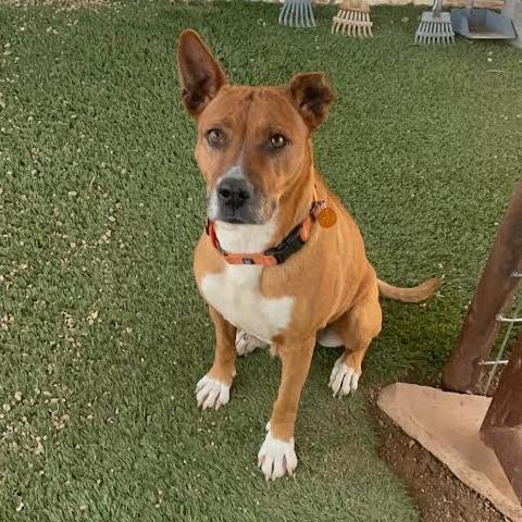 Enlarge Hazel, a Adoptable Mixed Breed in Prescott, AZ image 1/6