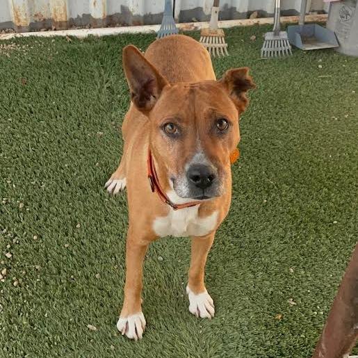 Enlarge Hazel, a Adoptable Mixed Breed in Prescott, AZ image 2/6