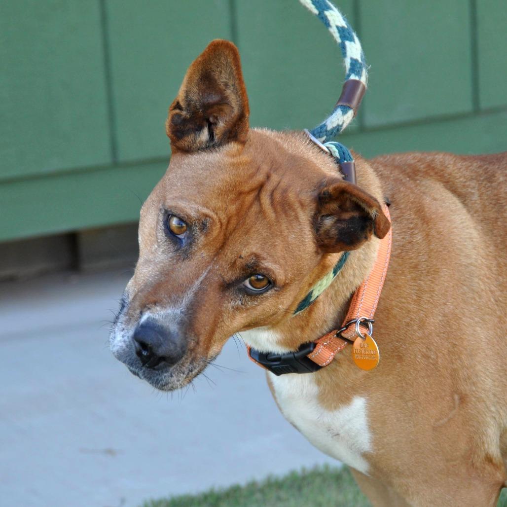 Enlarge Hazel, a Adoptable Mixed Breed in Prescott, AZ image 3/6