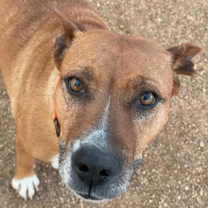 Enlarge Hazel, a Adoptable Mixed Breed in Prescott, AZ image 4/6