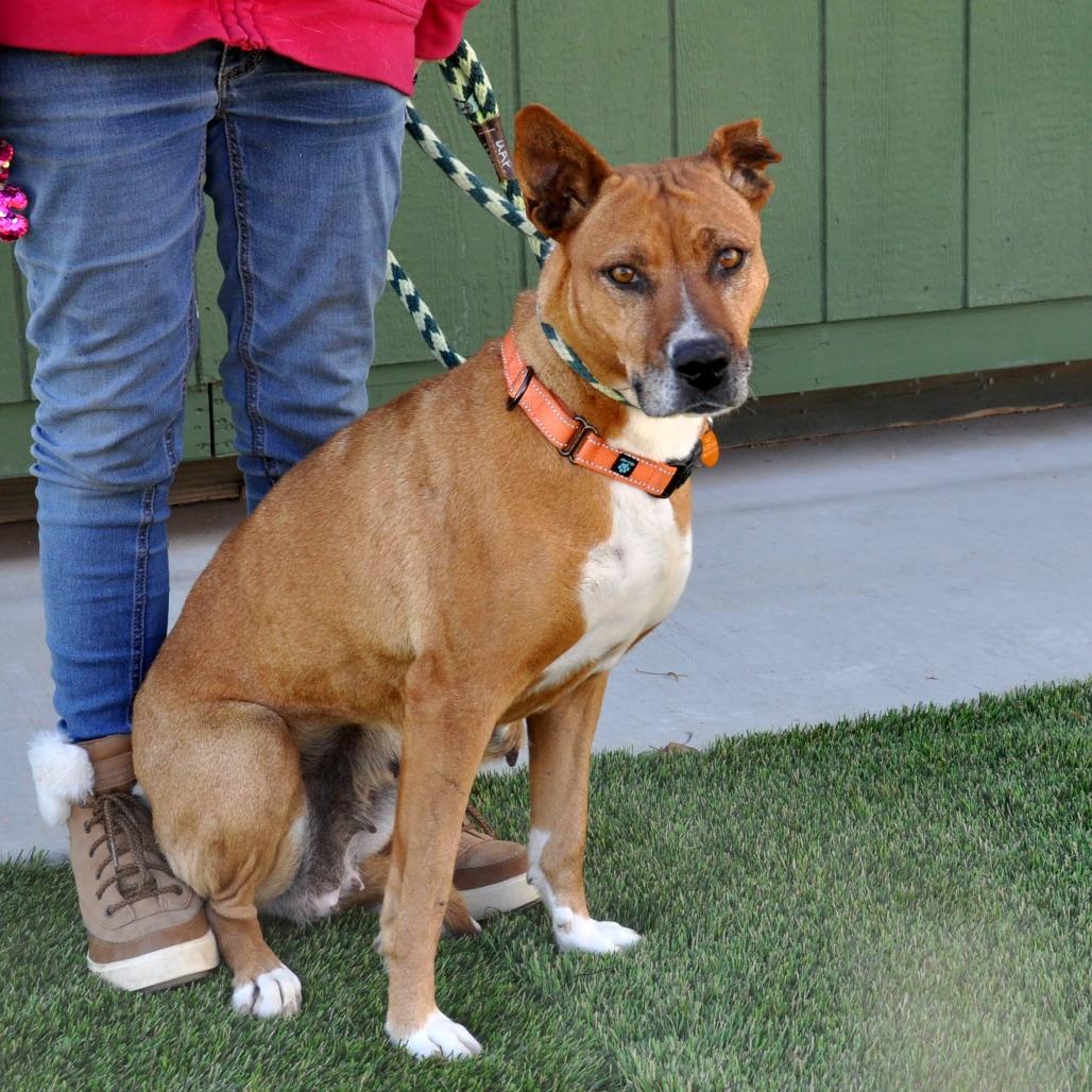 Enlarge Hazel, a Adoptable Mixed Breed in Prescott, AZ image 5/6