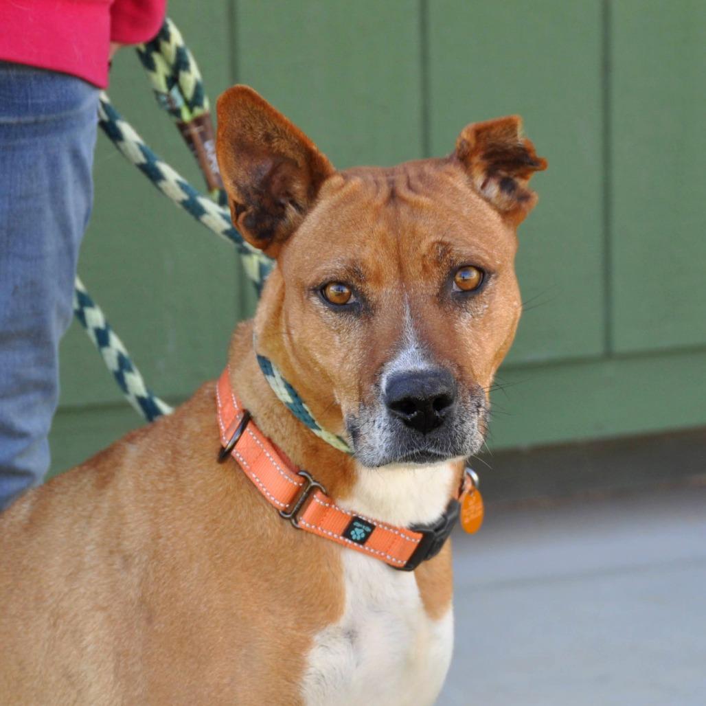 Enlarge Hazel, a Adoptable Mixed Breed in Prescott, AZ image 6/6