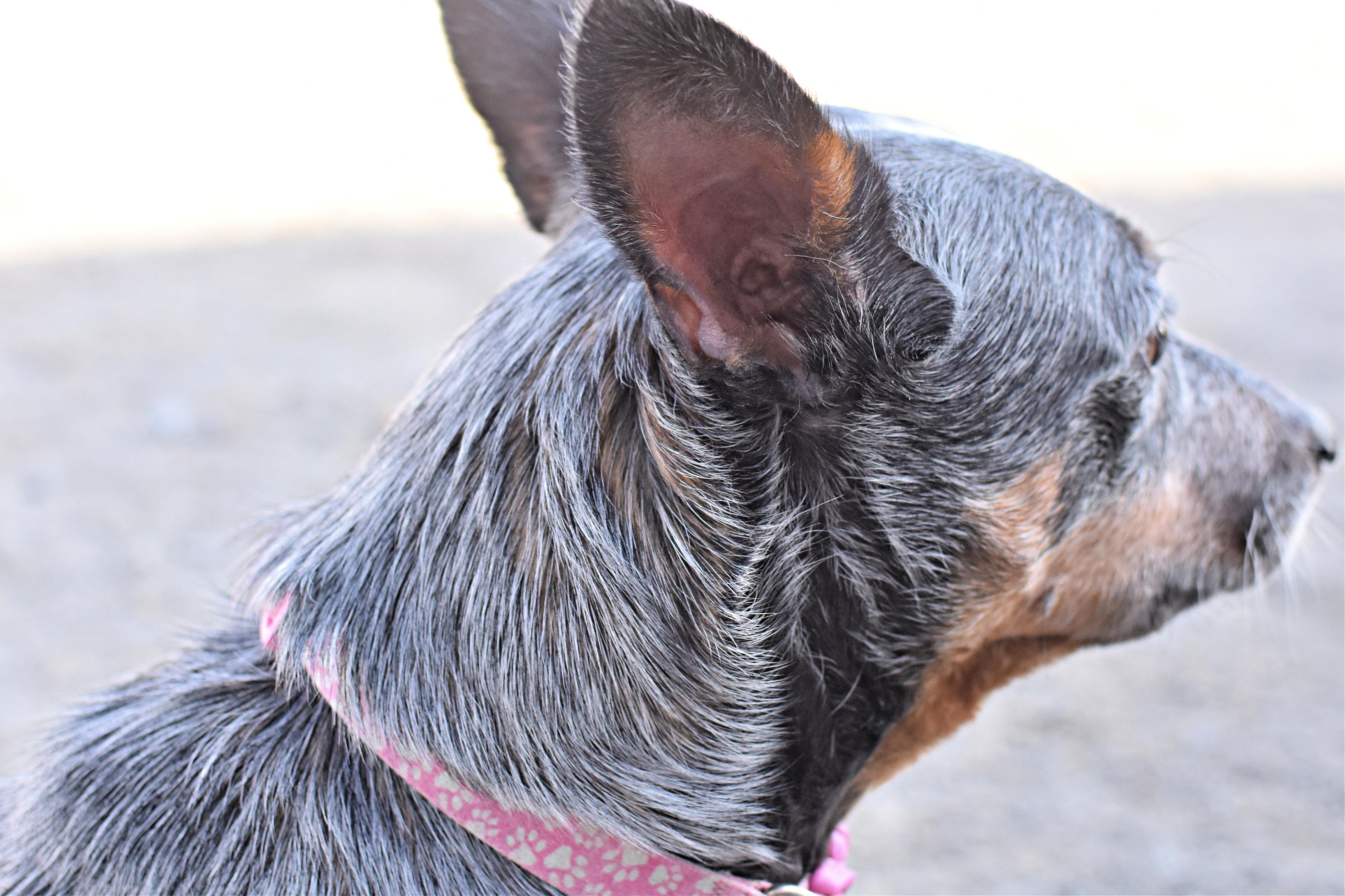 Enlarge Heart, an adopted Australian Cattle Dog / Blue Heeler in Monon, IN image 2/6