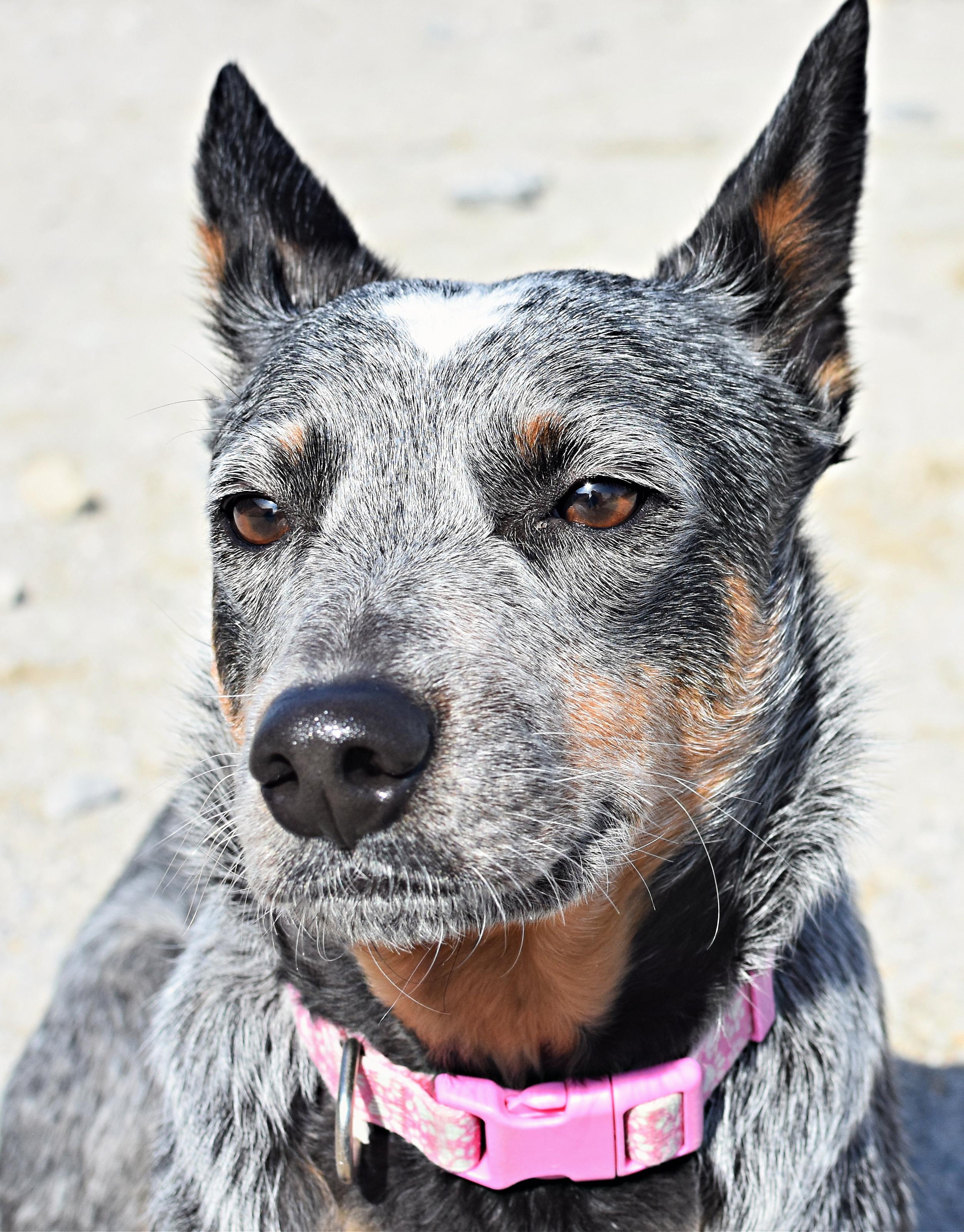 Heart, adopted, Young Female Australian Cattle Dog / Blue Heeler.