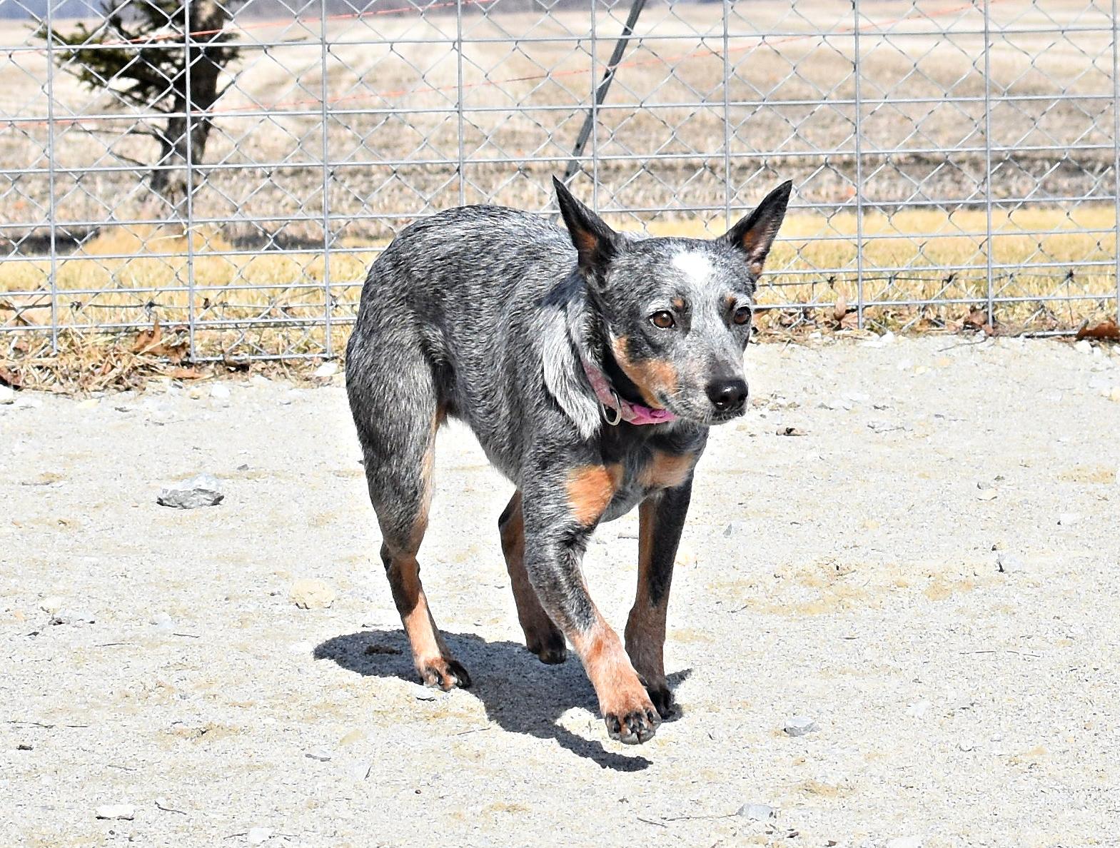 Enlarge Heart, an adopted Australian Cattle Dog / Blue Heeler in Monon, IN image 3/6