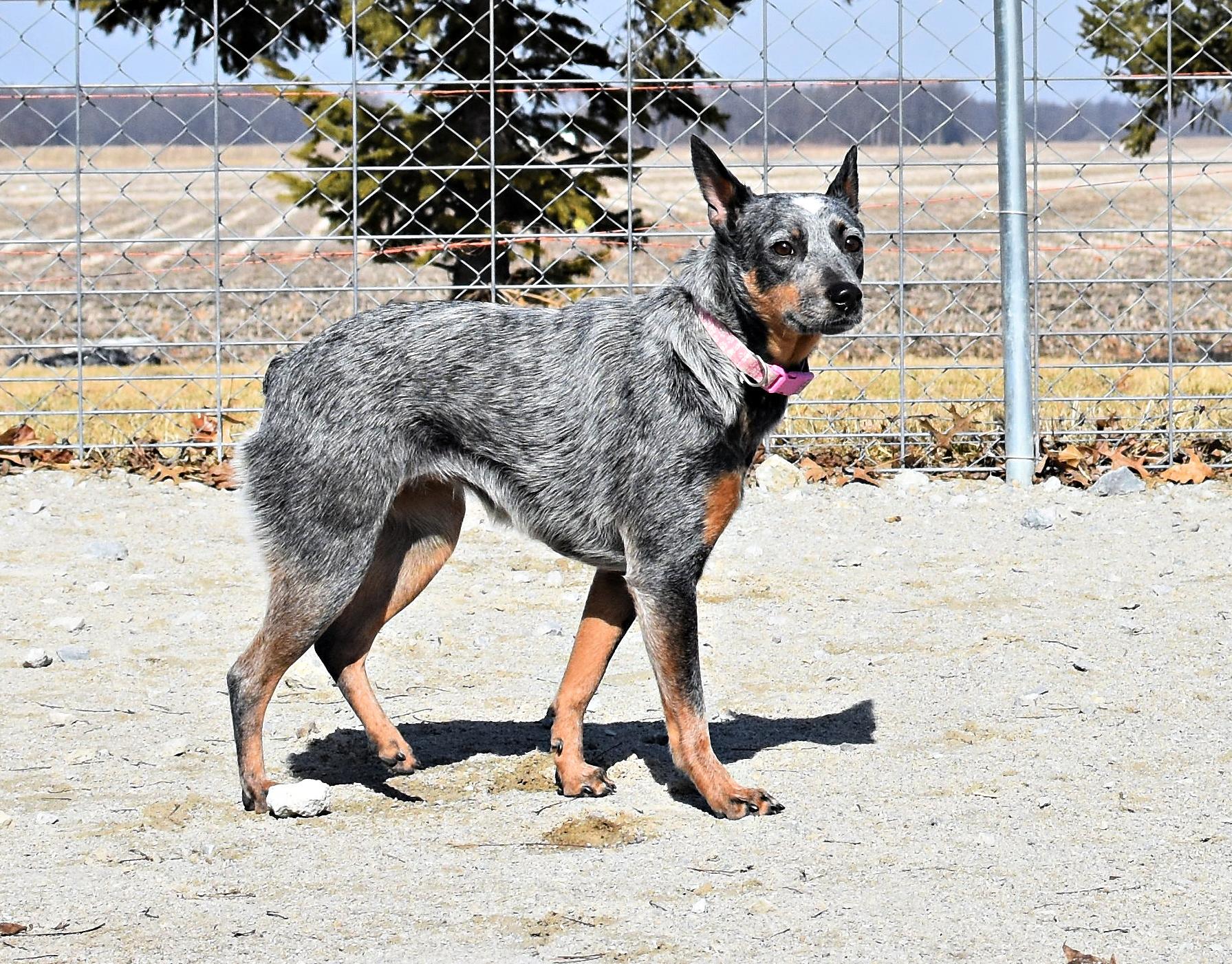 Enlarge Heart, an adopted Australian Cattle Dog / Blue Heeler in Monon, IN image 5/6