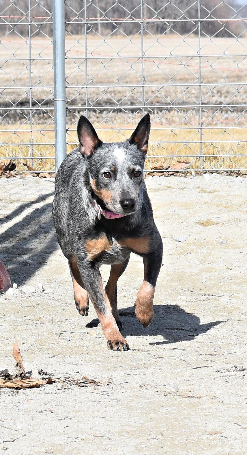 Enlarge Heart, an adopted Australian Cattle Dog / Blue Heeler in Monon, IN image 6/6