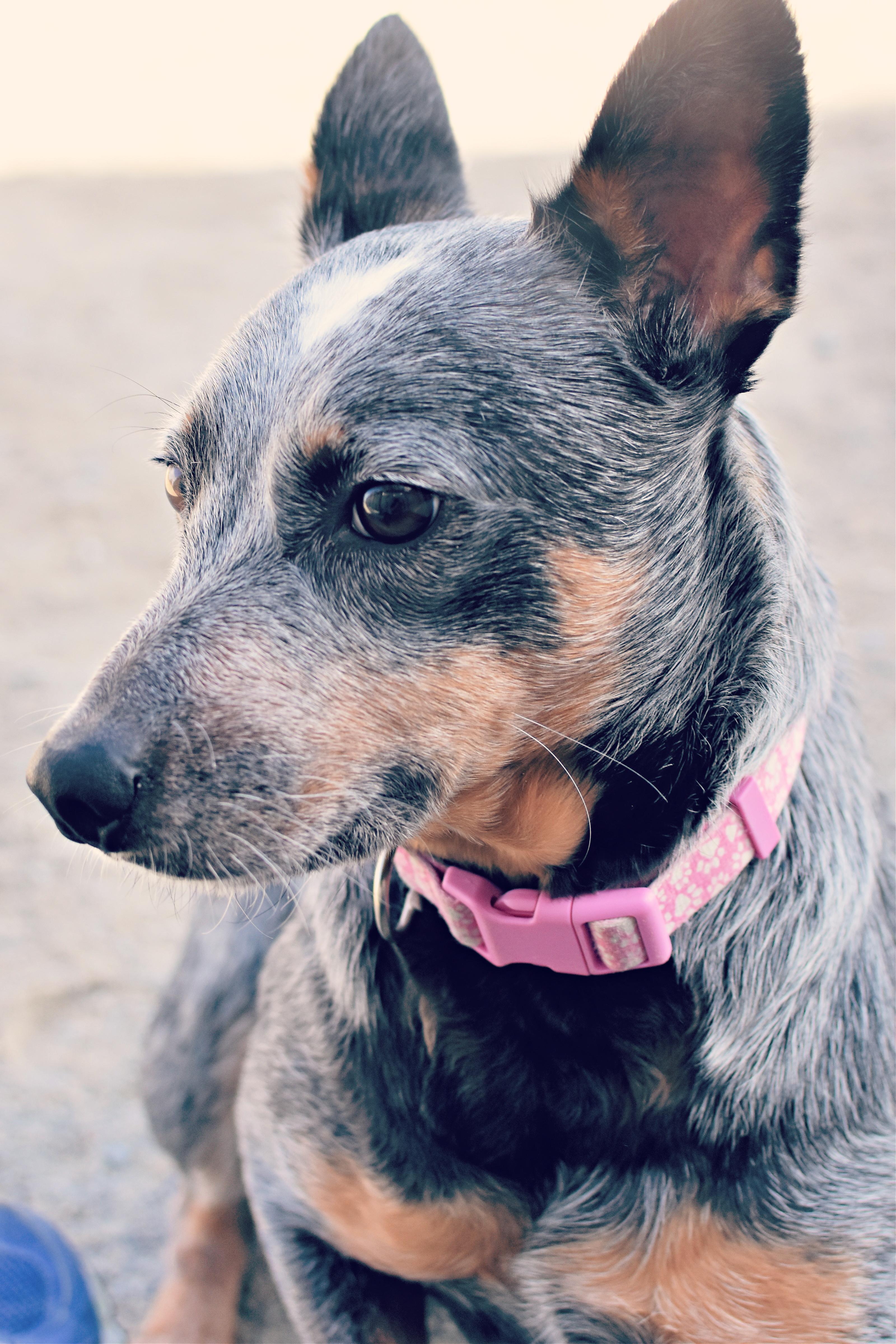 Enlarge Heart, an adopted Australian Cattle Dog / Blue Heeler in Monon, IN image 4/6