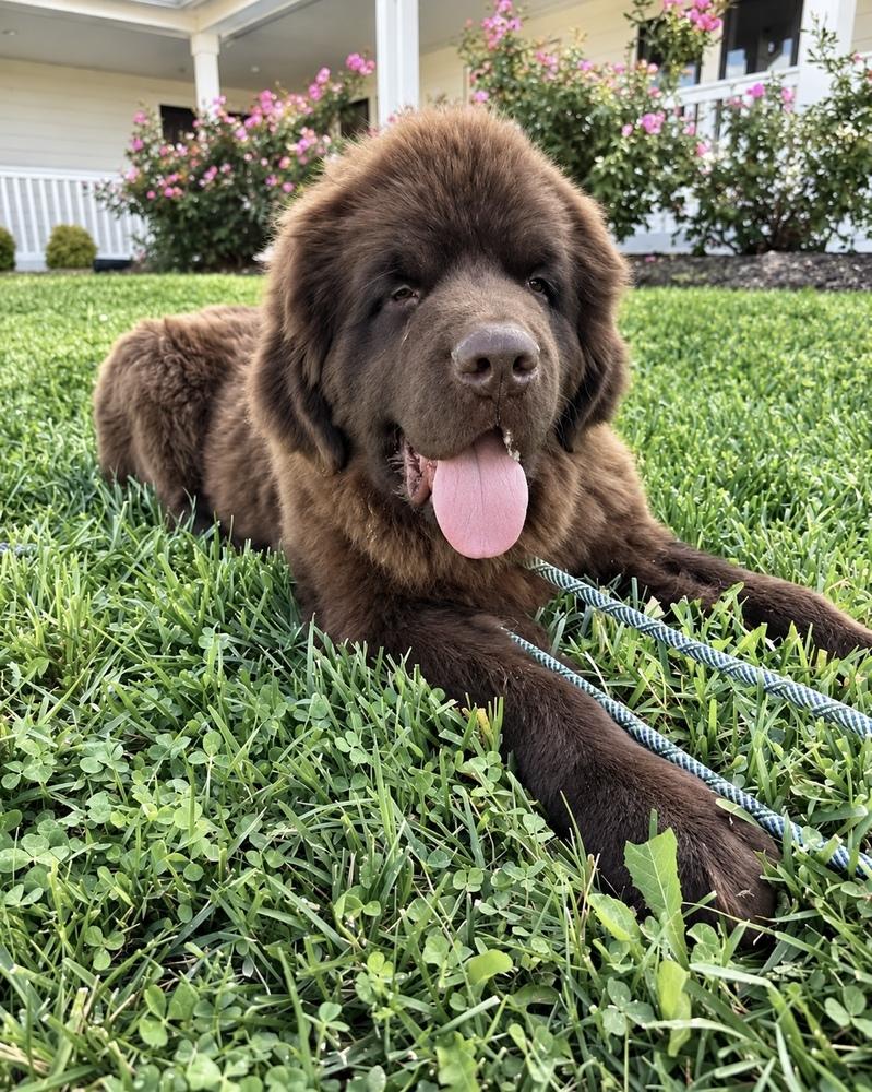Enlarge Wilbur, a Adoptable Newfoundland Dog in Gales Ferry, CT image 1/1