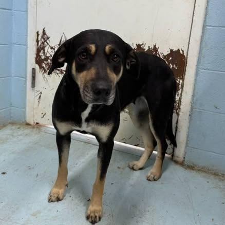 Bella, Adoptable, Adult Female German Shepherd Dog.