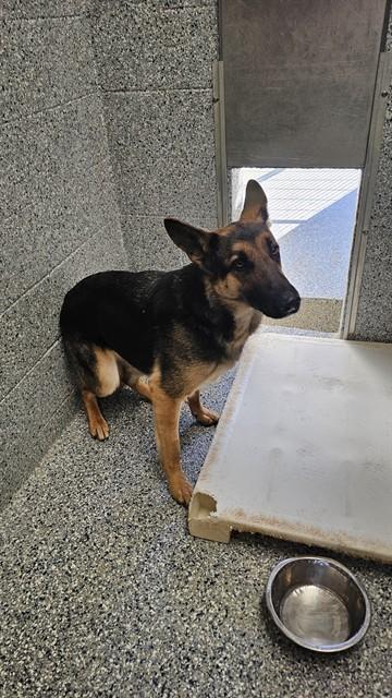 MAMA, Adoptable, Young Female German Shepherd Dog.