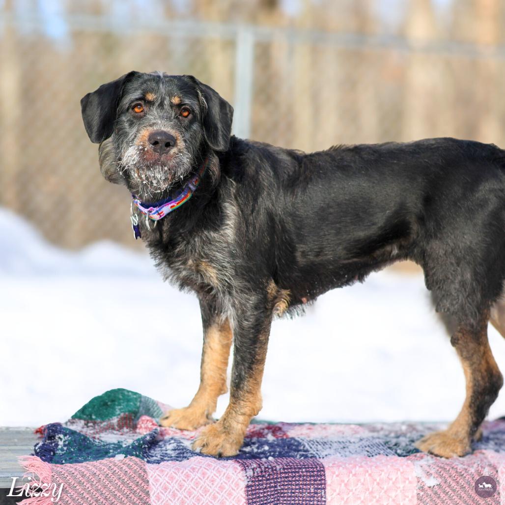 Lizzy, Adoptable, Adult Female Mixed Breed.
