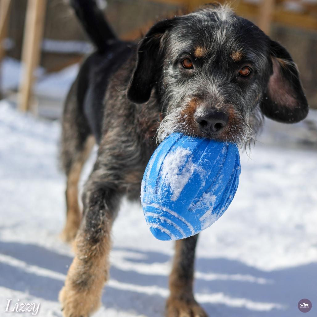 Enlarge Lizzy, a Adoptable Mixed Breed in Hopkinton, MA image 3/6
