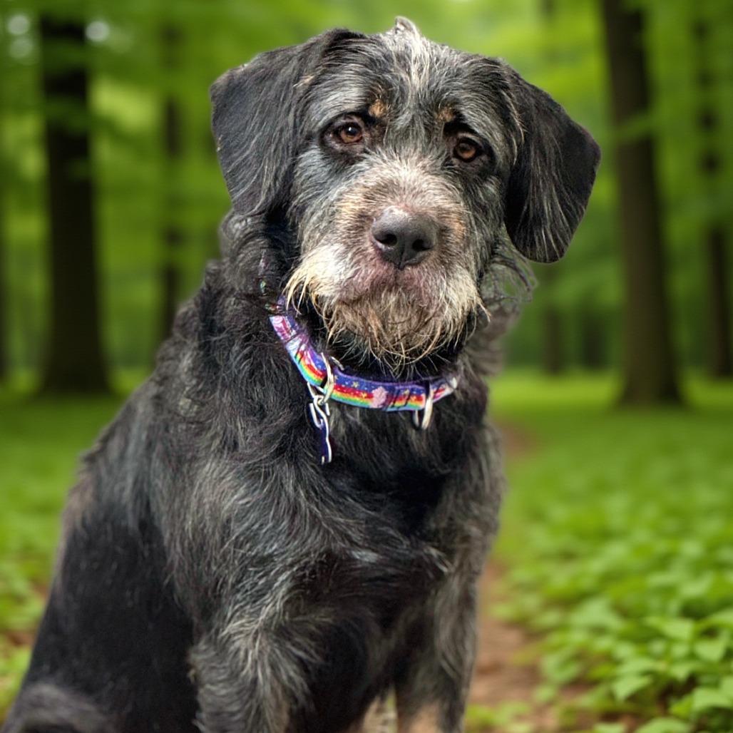 Lizzy, Adoptable, Adult Female Mixed Breed.