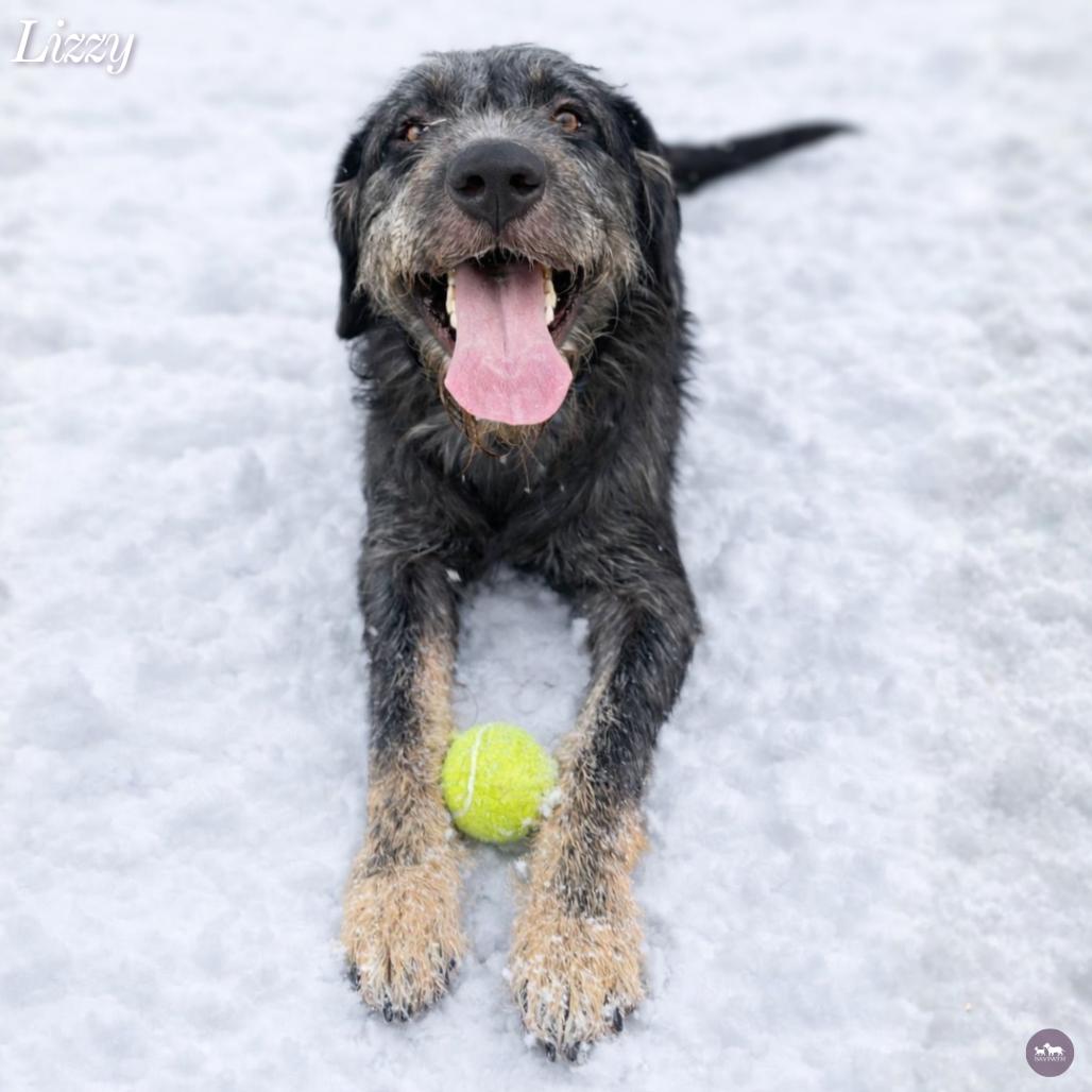 Enlarge Lizzy, a Adoptable Mixed Breed in Hopkinton, MA image 5/6
