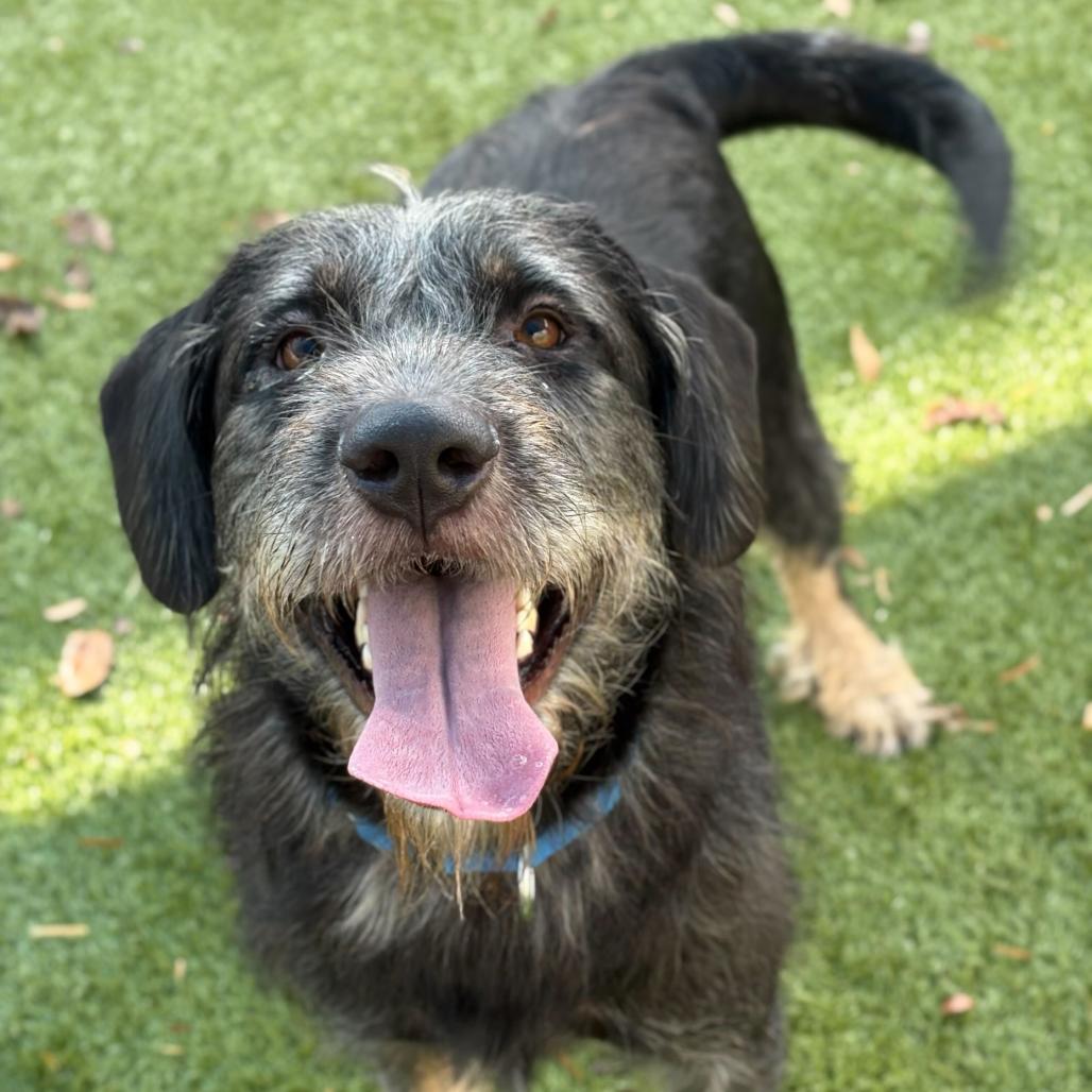 Enlarge Lizzy, a Adoptable Mixed Breed in Hopkinton, MA image 3/6