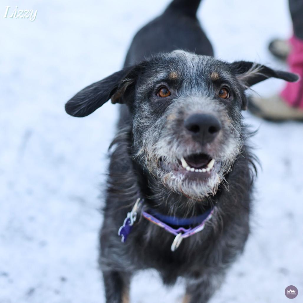 Enlarge Lizzy, a Adoptable Mixed Breed in Hopkinton, MA image 4/6