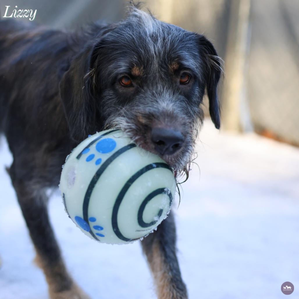 Enlarge Lizzy, a Adoptable Mixed Breed in Hopkinton, MA image 5/6