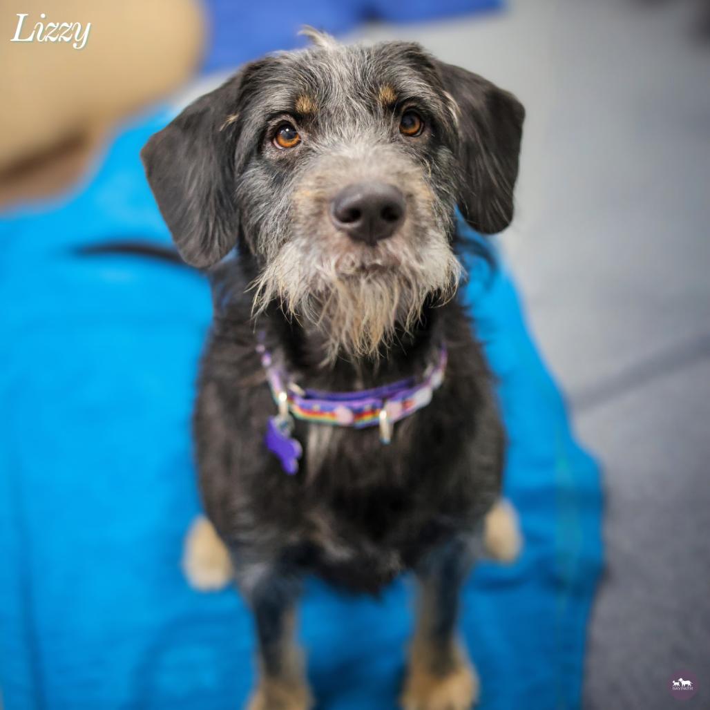 Enlarge Lizzy, a Adoptable Mixed Breed in Hopkinton, MA image 6/6