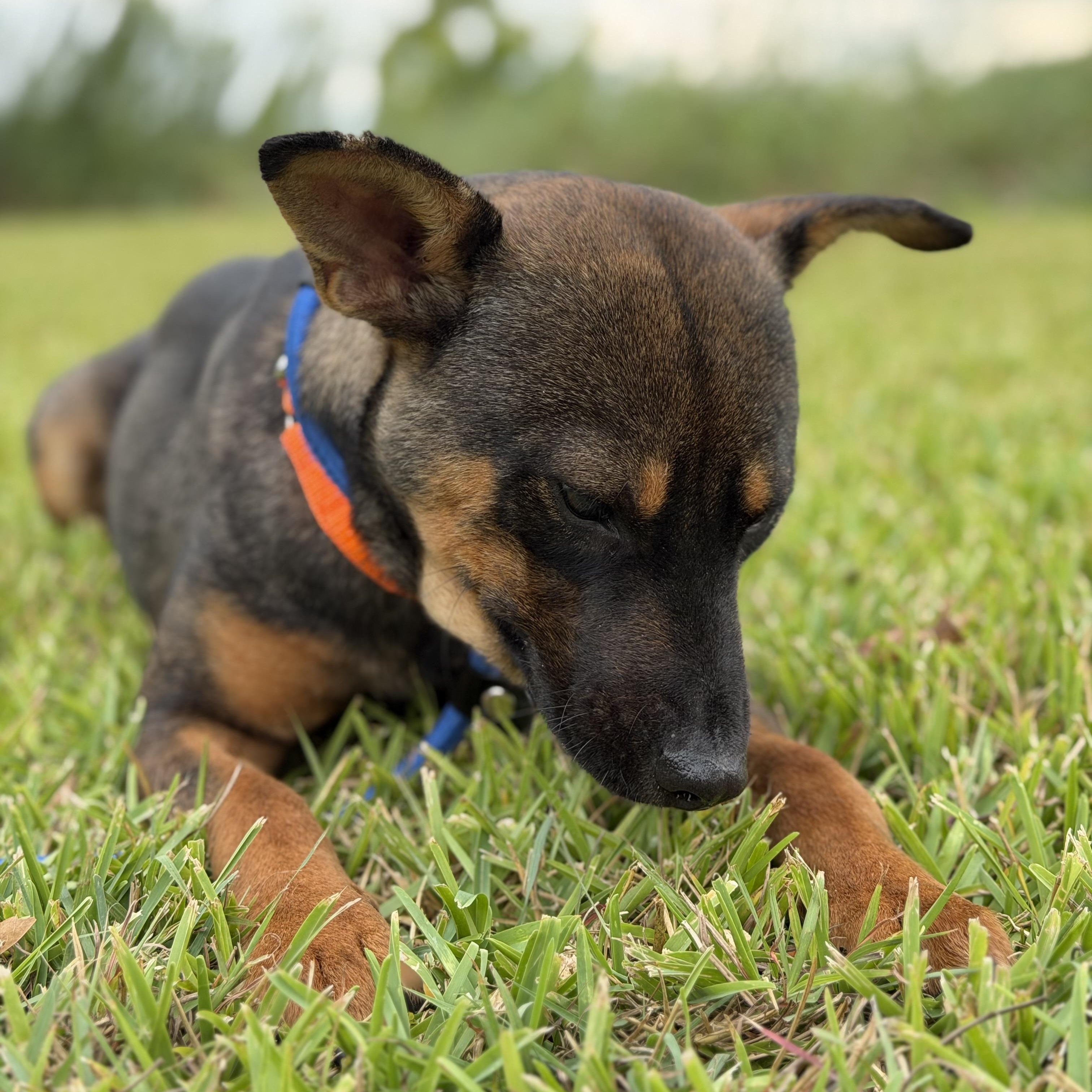 Enlarge Chester, a Adoptable Mixed Breed in Danbury, CT image 2/5