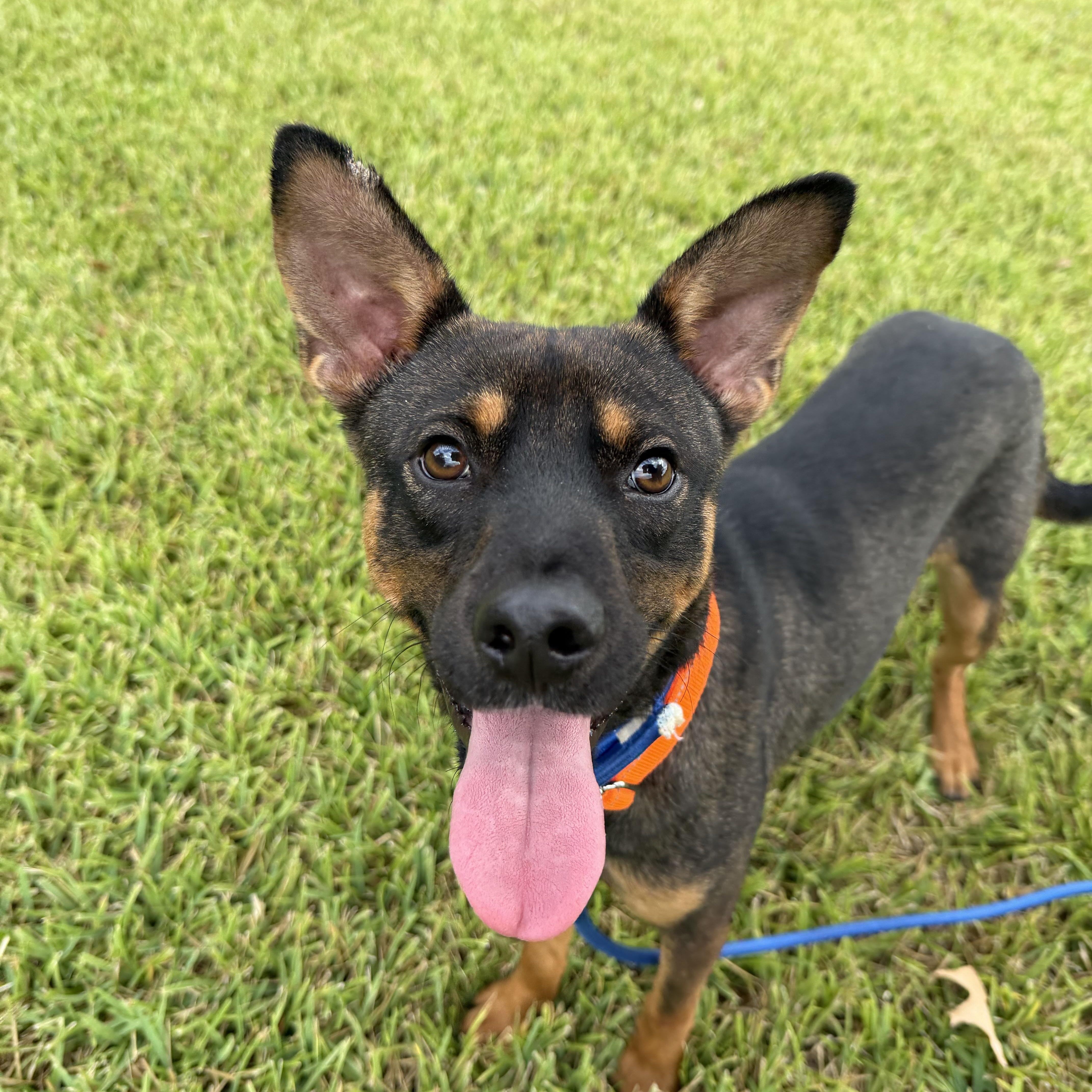 Enlarge Chester, a Adoptable Mixed Breed in Danbury, CT image 5/5