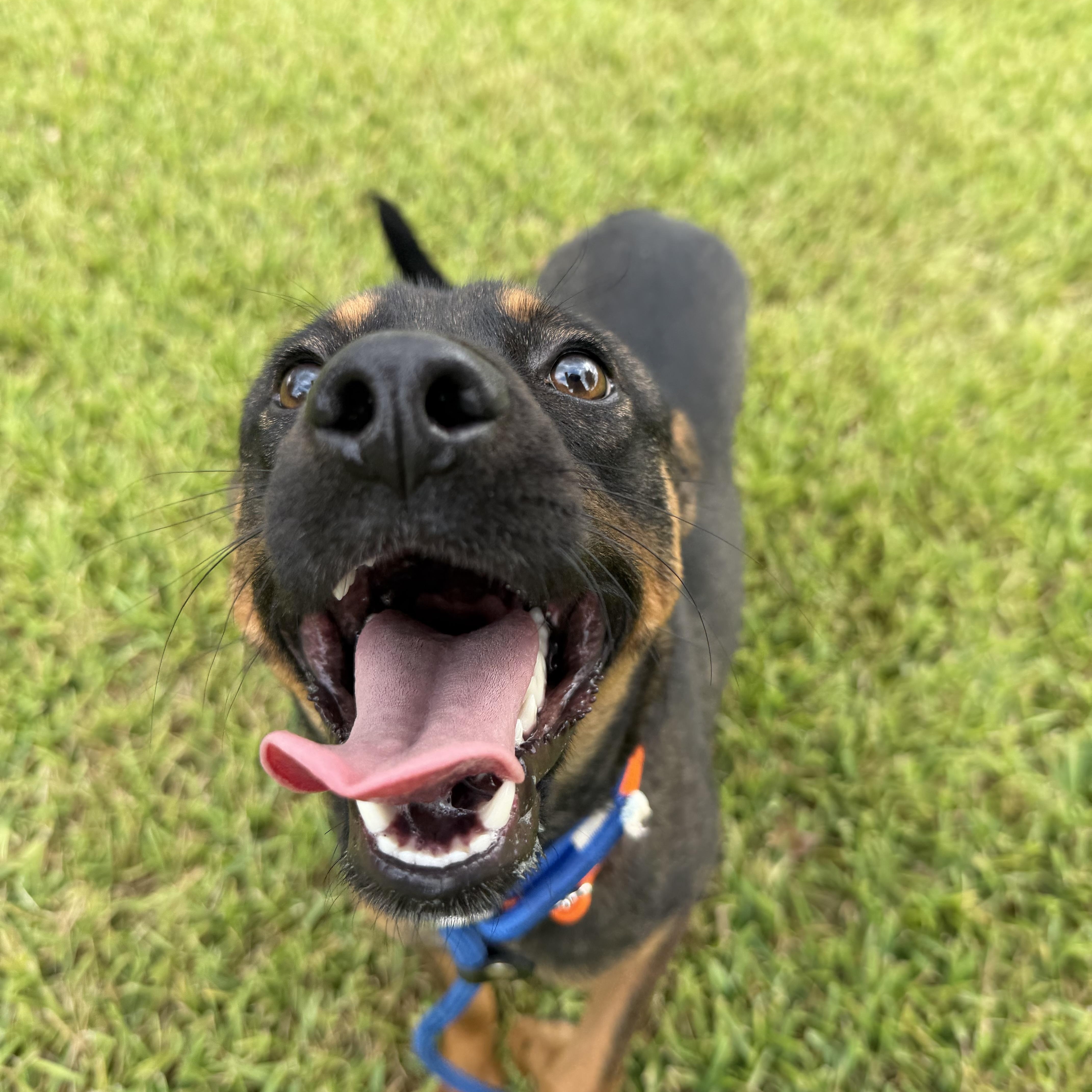 Enlarge Chester, a Adoptable Mixed Breed in Danbury, CT image 4/5