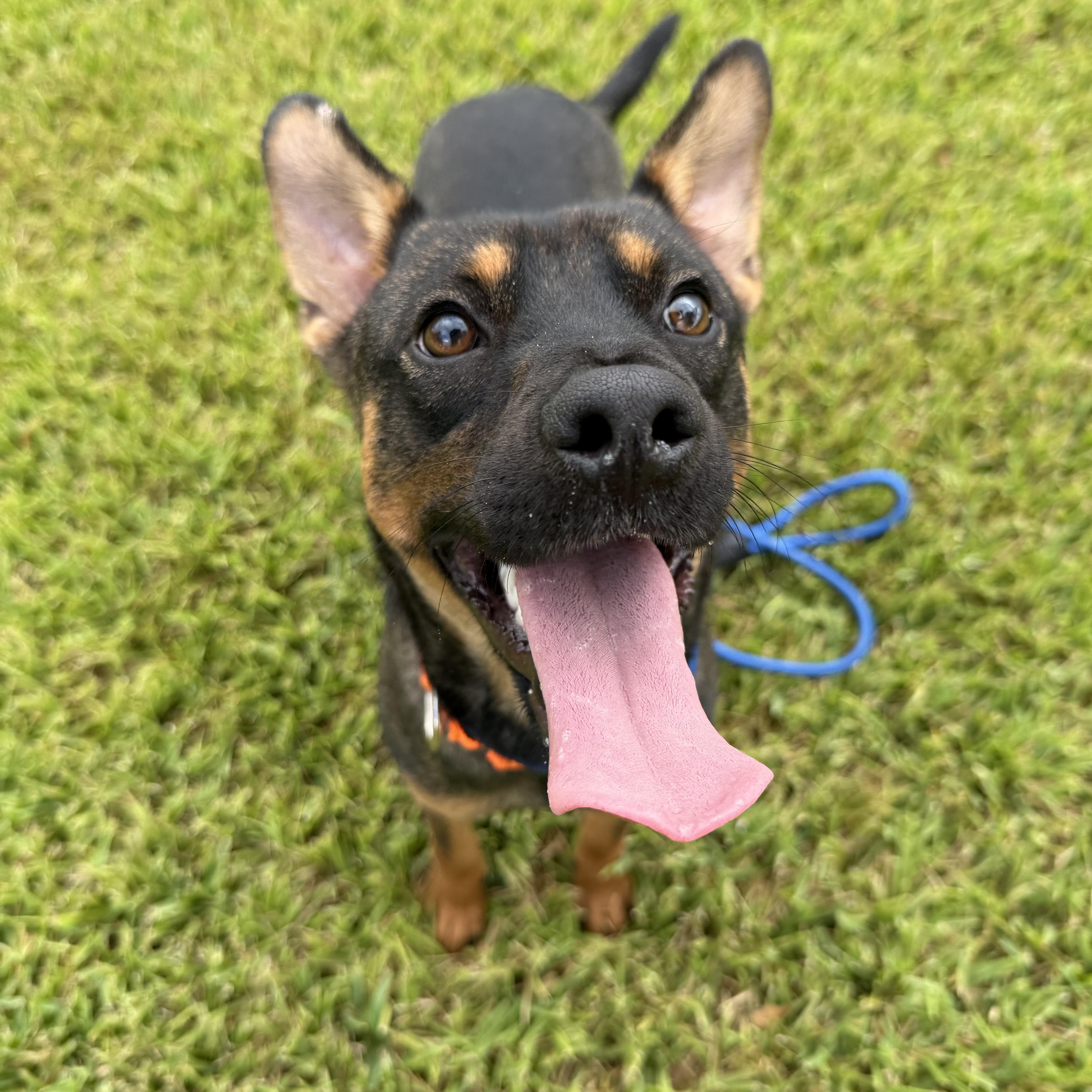 Chester, Adoptable, Puppy Male Mixed Breed.