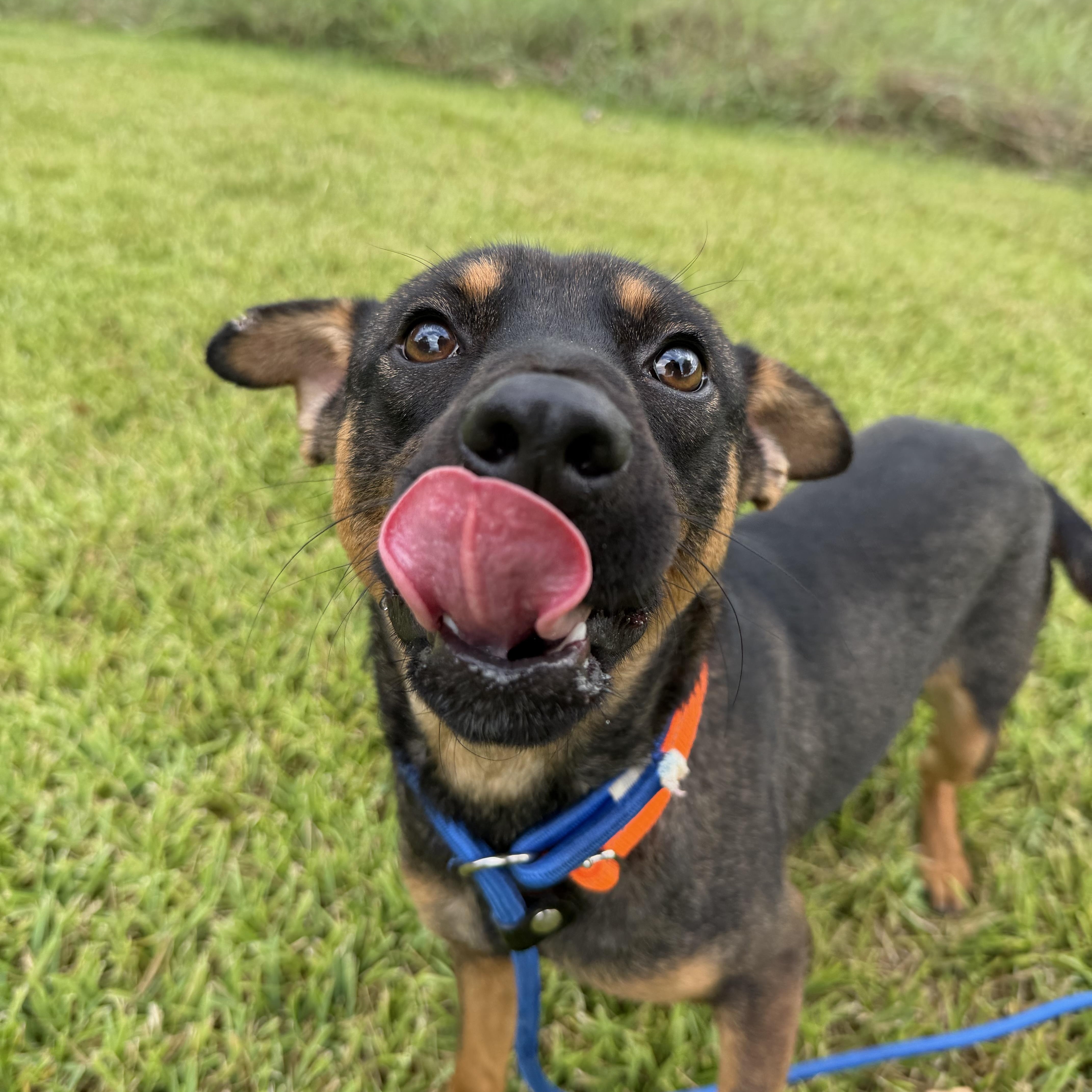 Enlarge Chester, a Adoptable Mixed Breed in Danbury, CT image 3/5