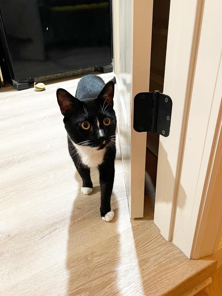 Onyx, Adoptable, Young Male Domestic Short Hair.