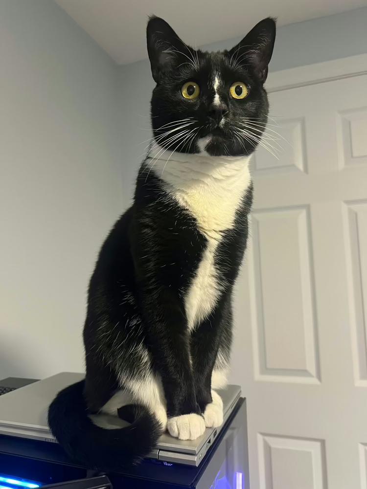 Enlarge Onyx, a Adoptable Domestic Short Hair in Westwood, NJ image 2/4