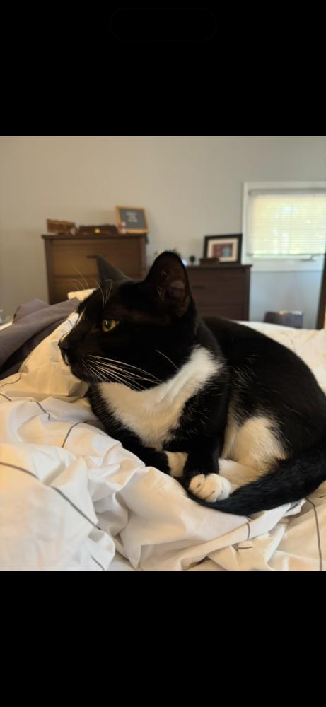 Enlarge Onyx, a Adoptable Domestic Short Hair in Westwood, NJ image 4/4