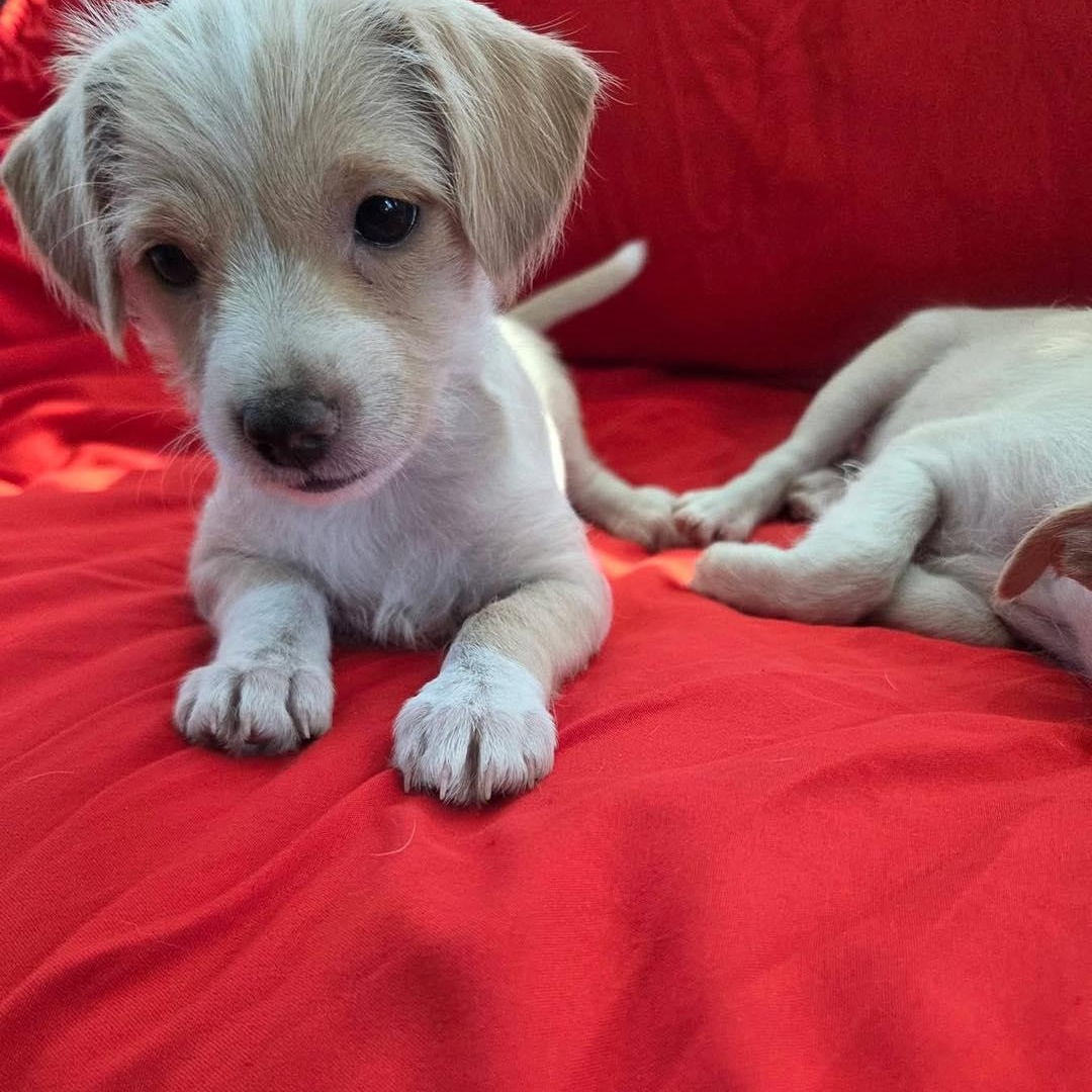 Enlarge Nutmeg, a ADOPTABLE mixed breed in Saint Petersburg, FL image 1/1