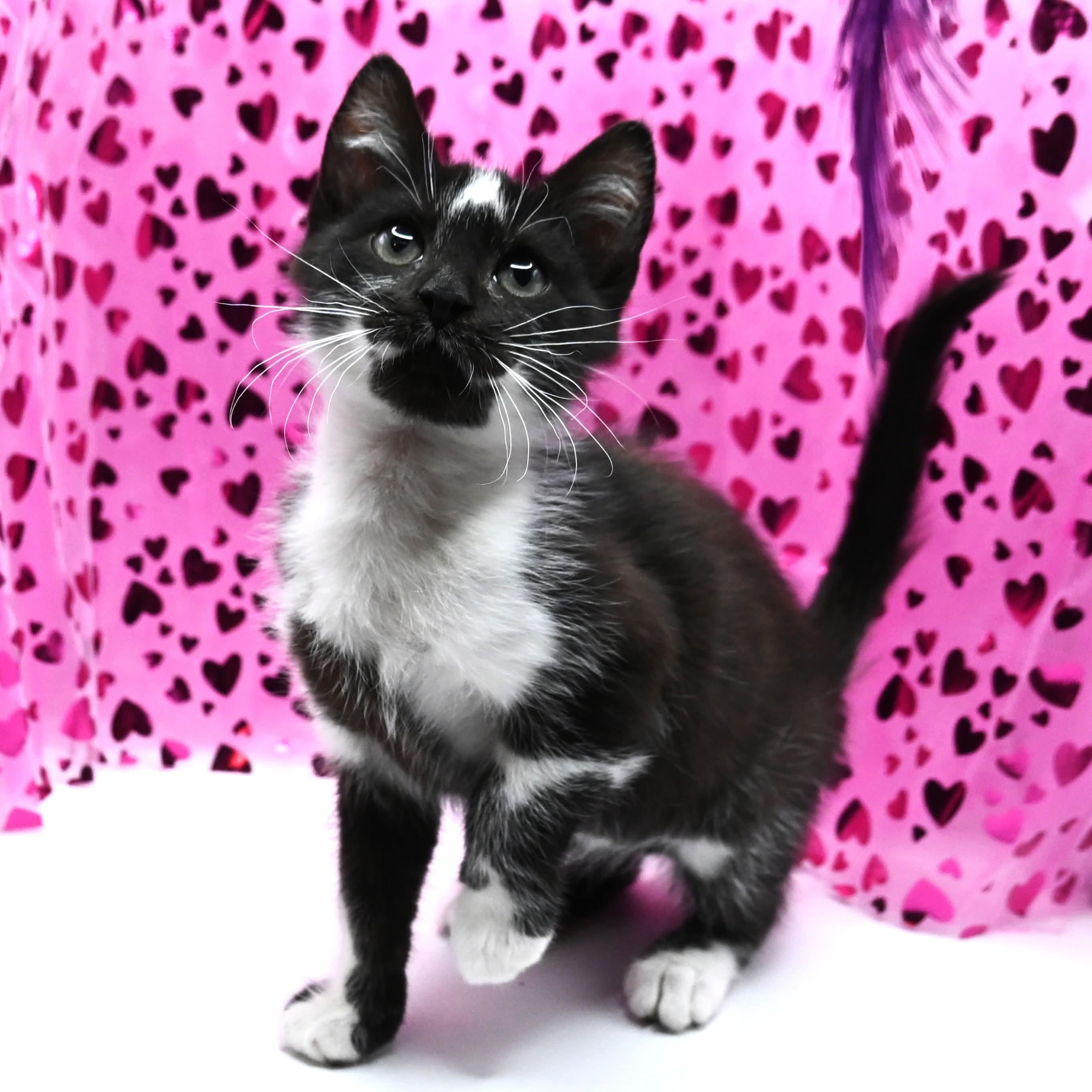 Enlarge Moo Moo. (super snuggly), a Adoptable mixed breed in South Amboy, NJ image 6/6