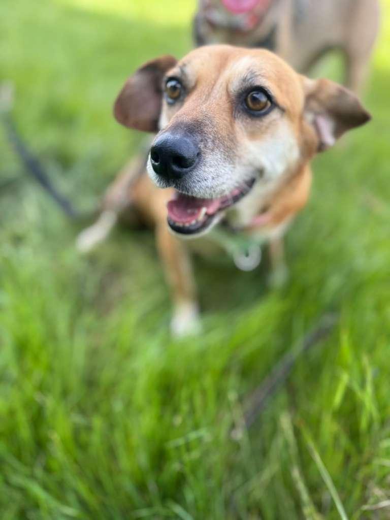 Vicky, a ADOPTABLE mixed breed in Tijuana, BCN image 4/5