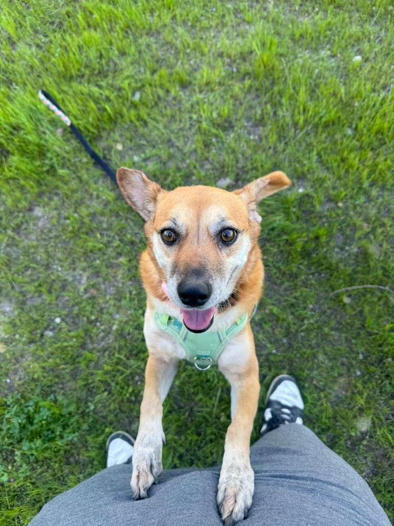 Vicky, a ADOPTABLE mixed breed in Tijuana, BCN image 1/5