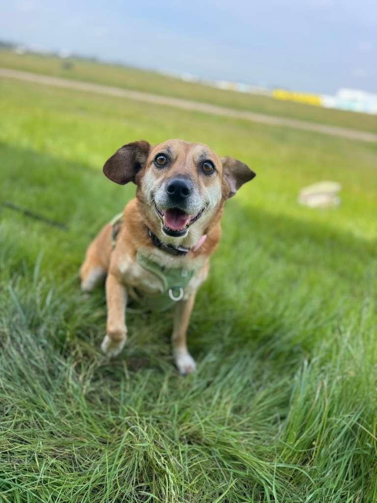 Vicky, a ADOPTABLE mixed breed in Tijuana, BCN image 2/5