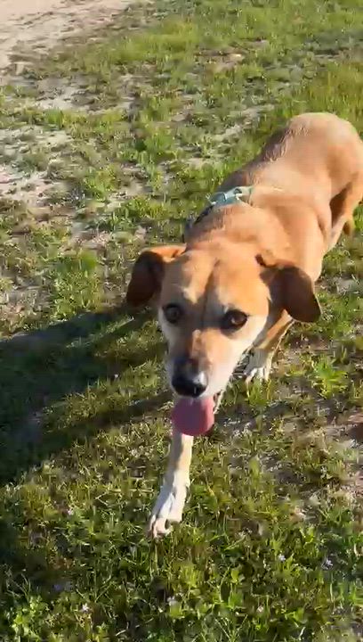 Enlarge Vicky, a ADOPTABLE mixed breed in Tijuana, BCN video 5/5