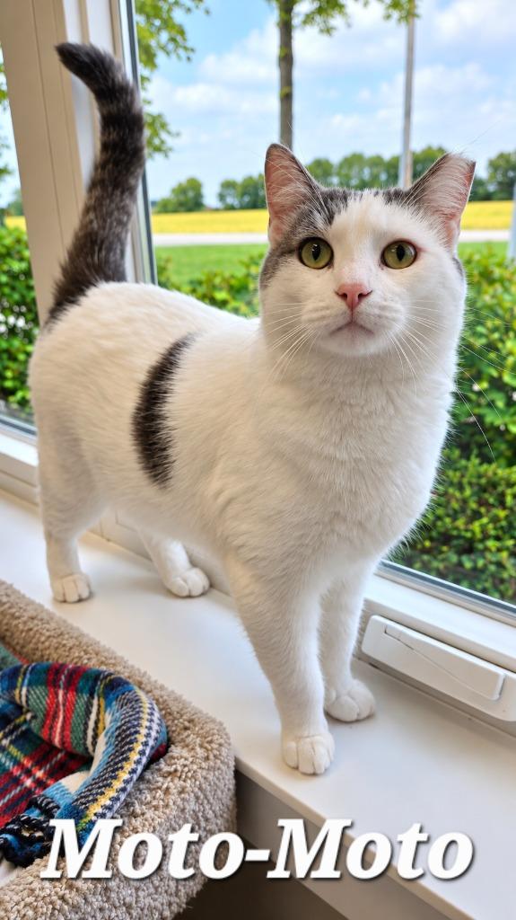 Moto-Moto, Adoptable, Adult Male Domestic Short Hair.