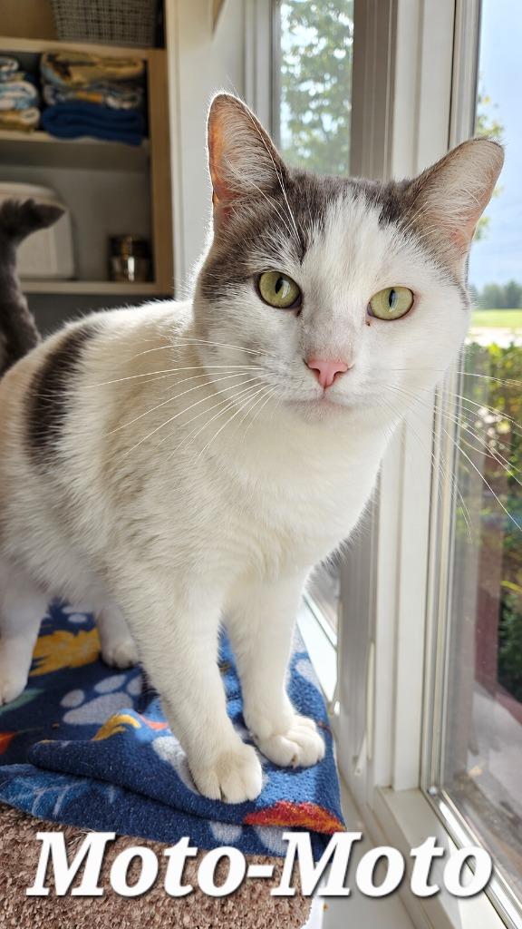 Enlarge Moto-Moto, a Adoptable mixed breed in Sidney, OH image 2/3
