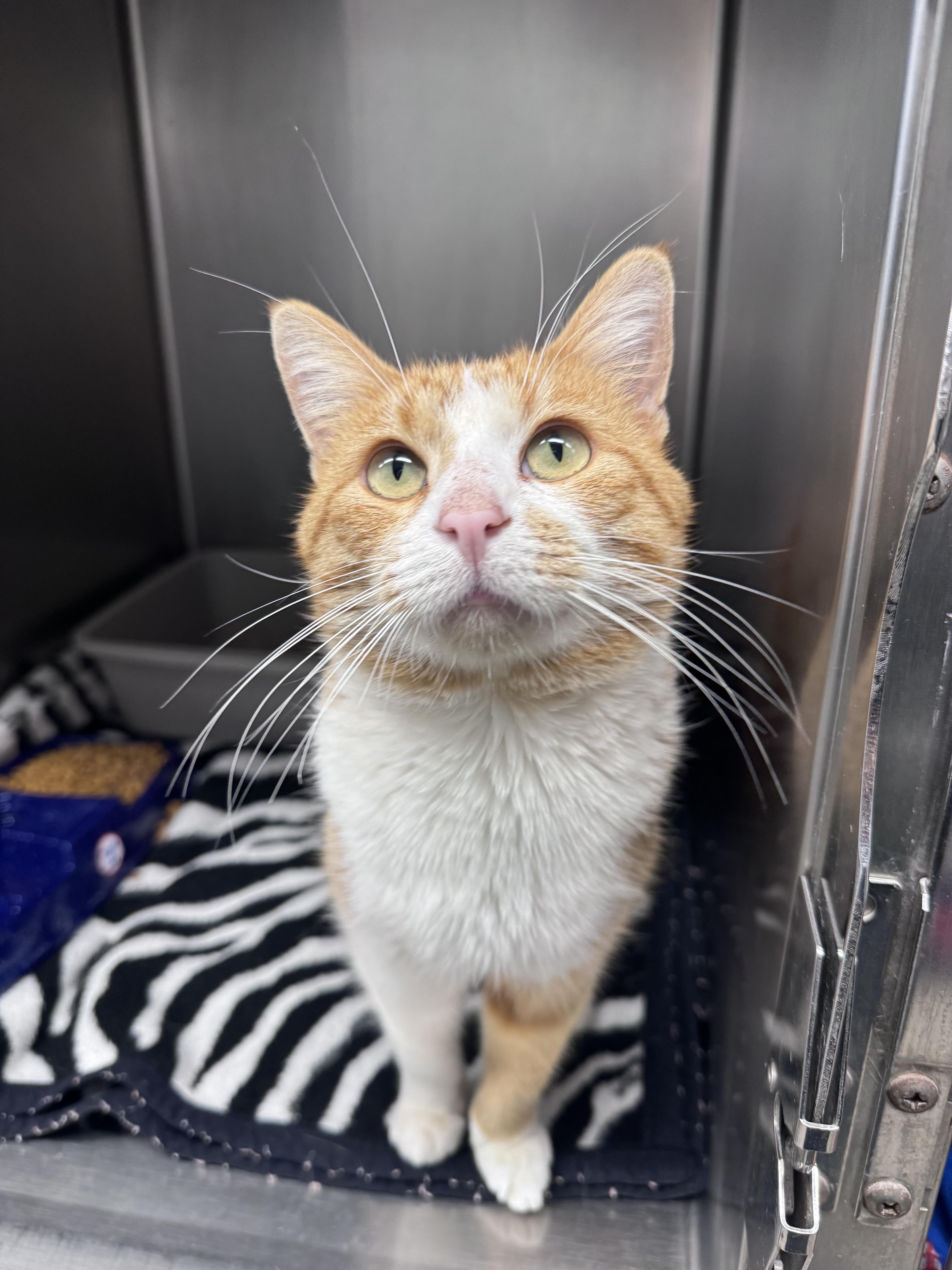 Sylvester, Adoptable, Adult Male Domestic Short Hair.