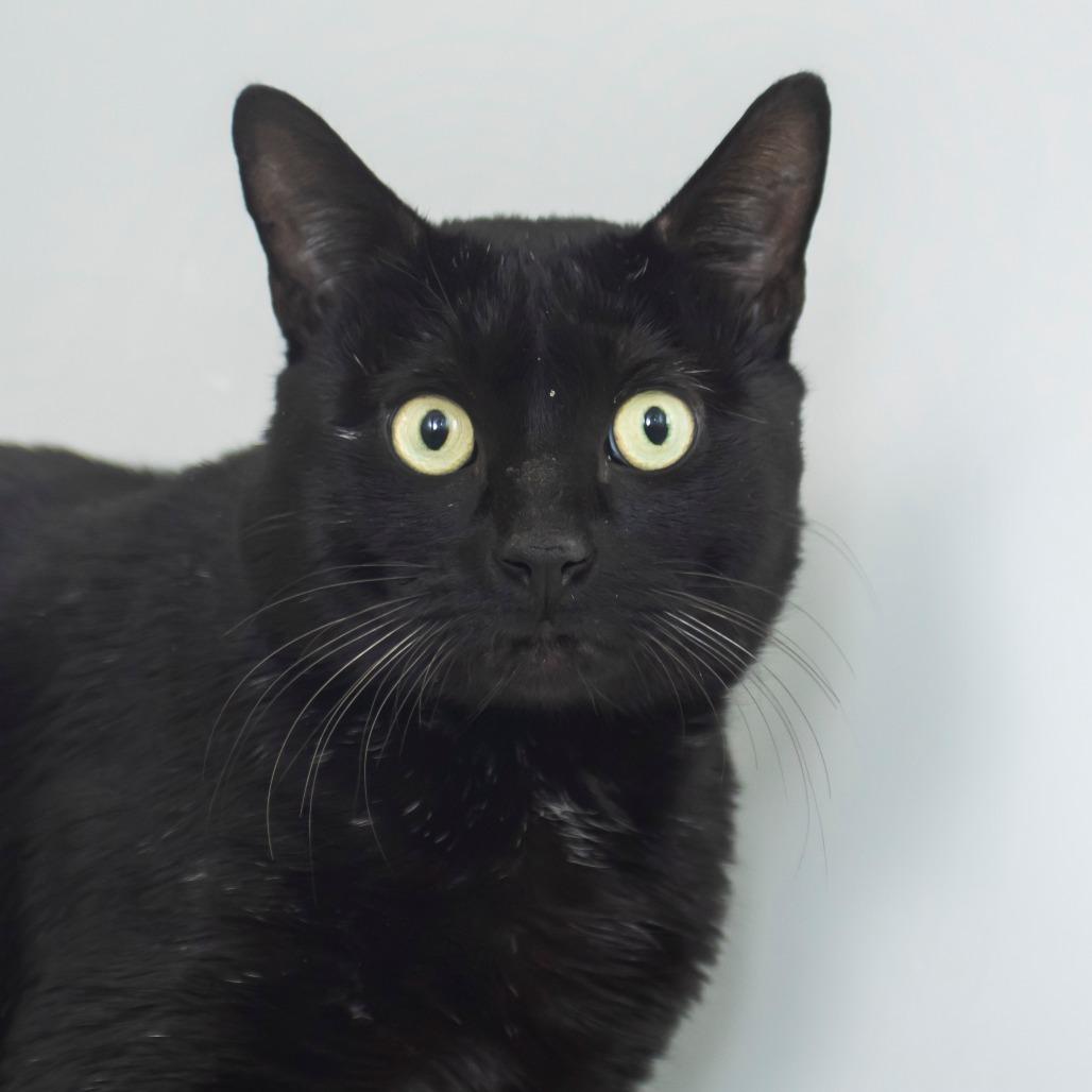 Enlarge Pearce, a Adoptable Domestic Short Hair in Middletown, RI image 1/1