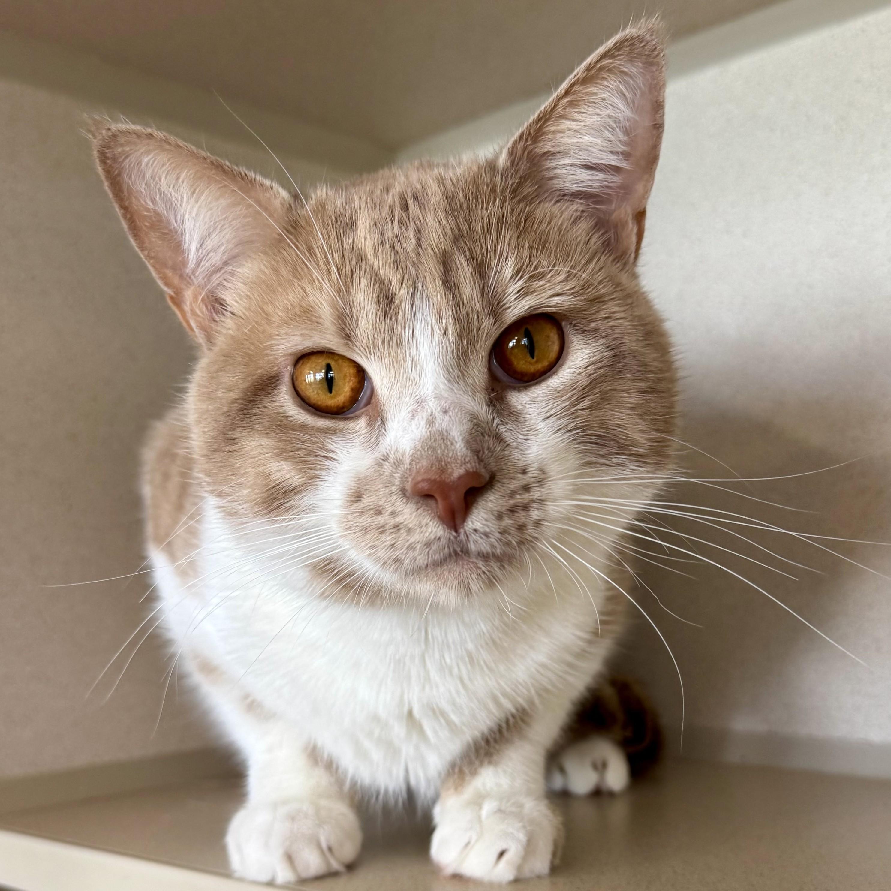 Enlarge Timothy, an adopted Domestic Short Hair in Eatontown, NJ image 1/6