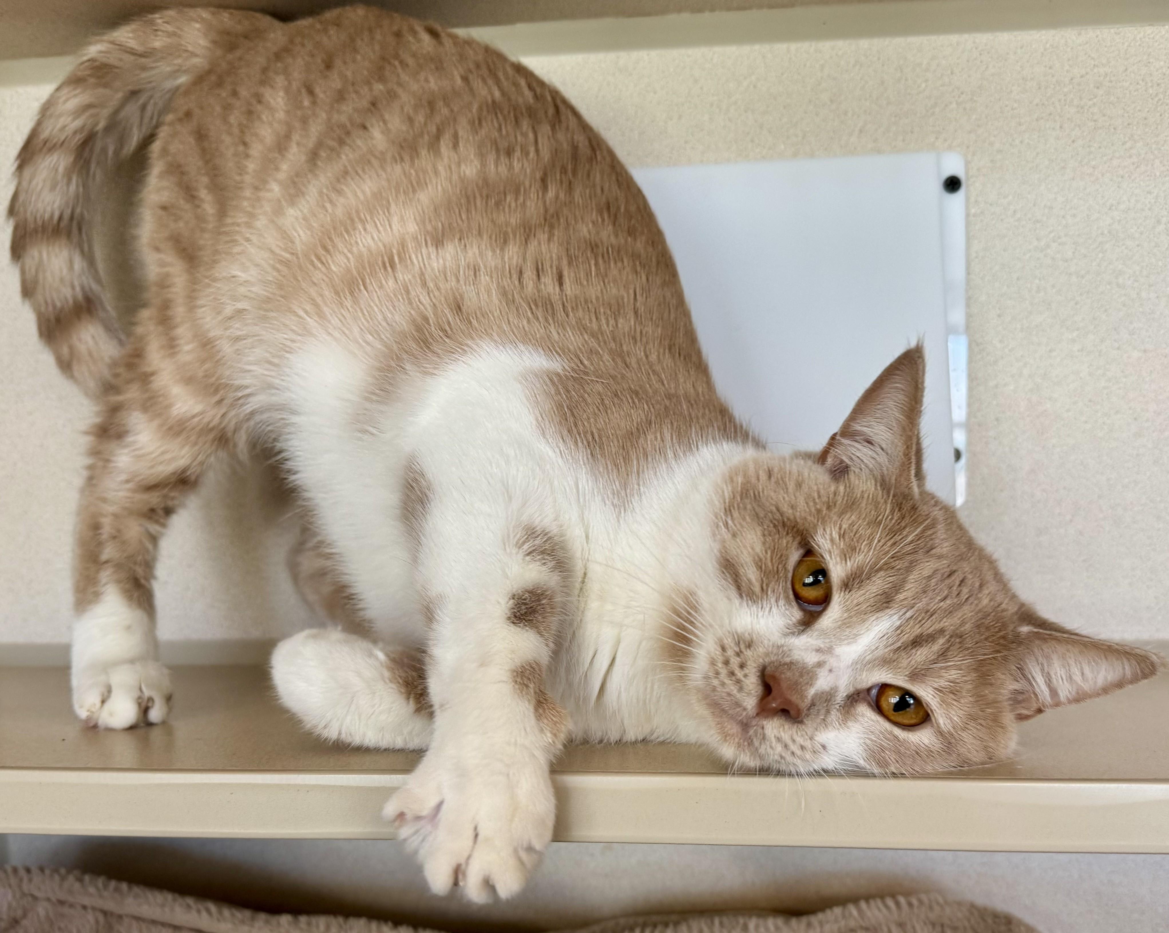 Enlarge Timothy, an adopted Domestic Short Hair in Eatontown, NJ image 5/6