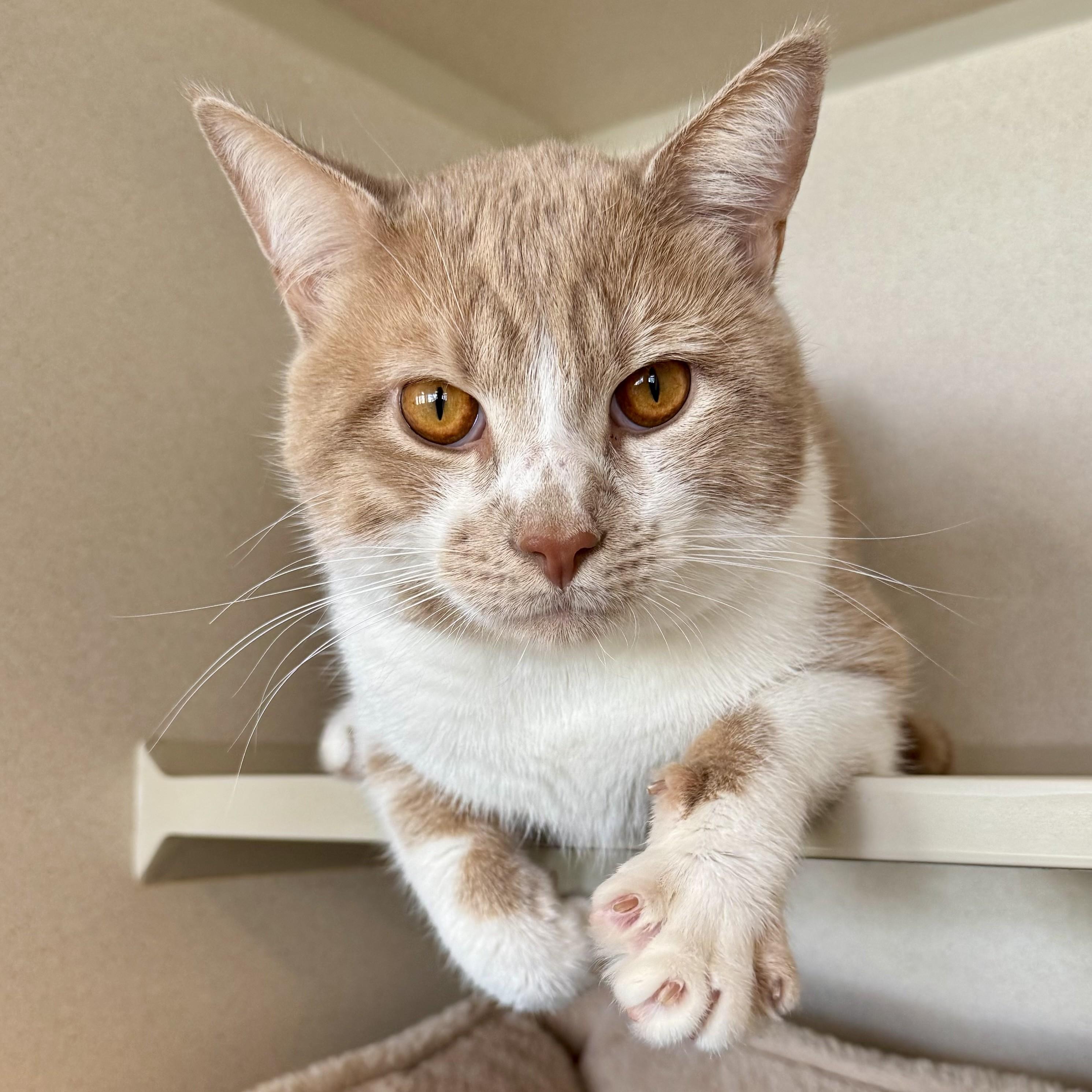 Enlarge Timothy, an adopted Domestic Short Hair in Eatontown, NJ image 3/6