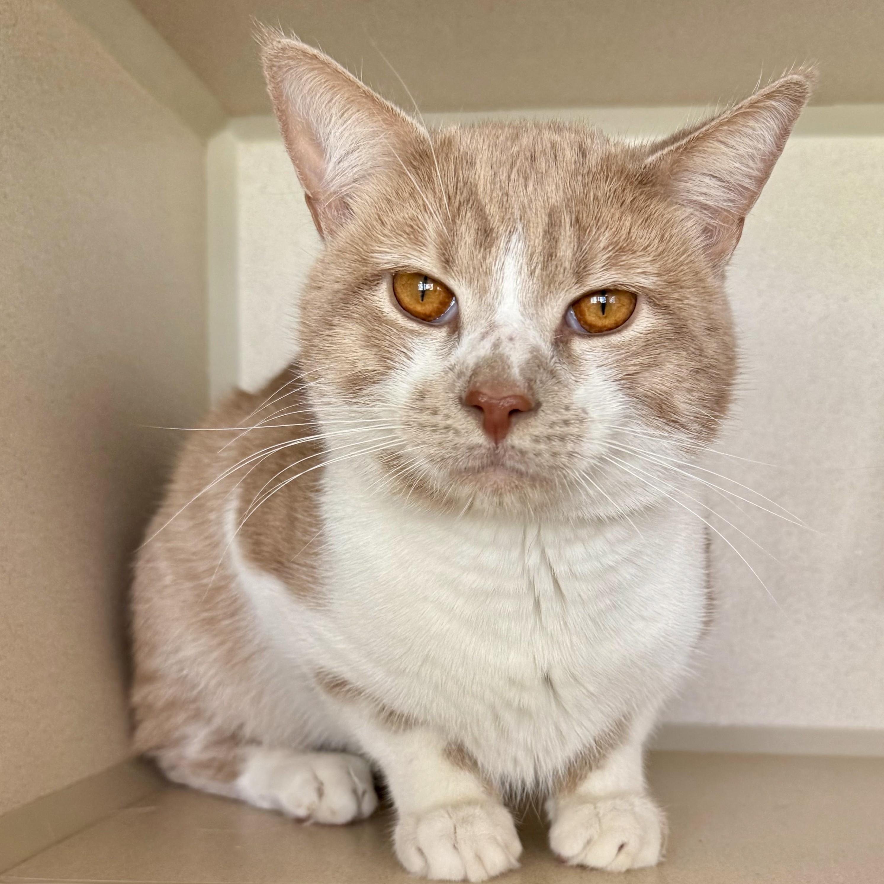 Enlarge Timothy, an adopted Domestic Short Hair in Eatontown, NJ image 6/6